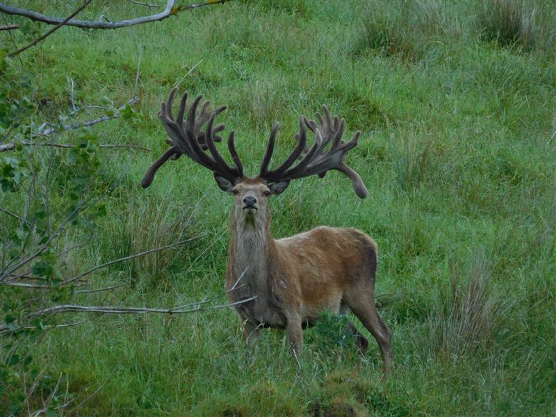 Super Stag 600+ photographed 3rd December  