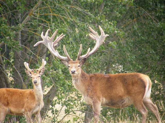 Red stag