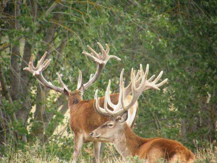 Stags