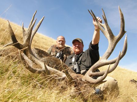Red stag