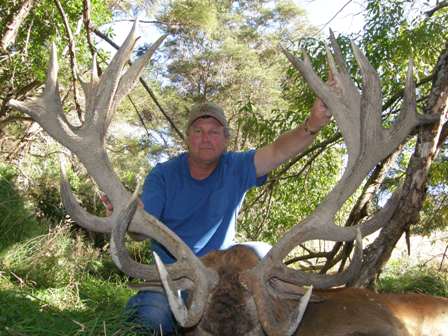 Red stag