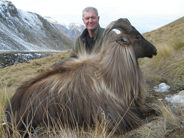 Bull Tahr