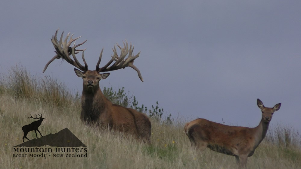 600 class Red Stag available now 
