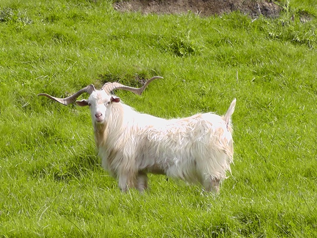 Pacific Goat 