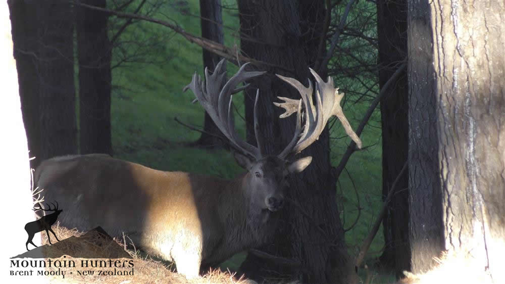 500 Class Stag available now