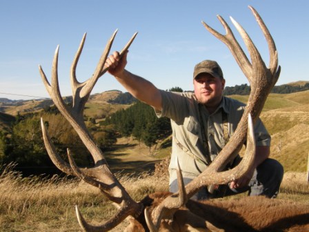 Red stag