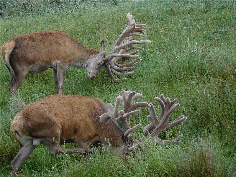 Typical and Non-typical Red Stags in velvet