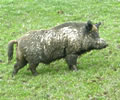 Wild Boar