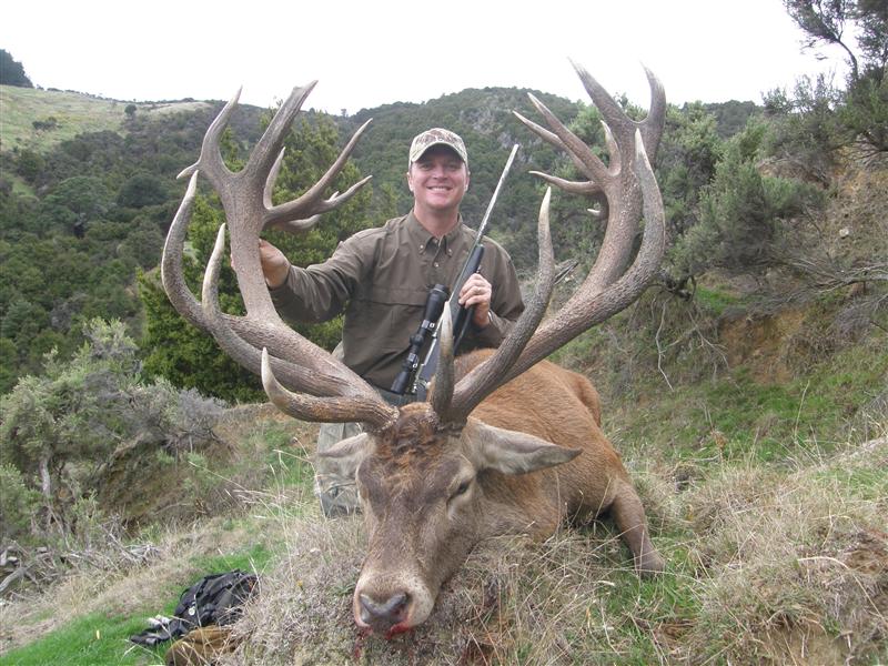Gold Medal Red Stag