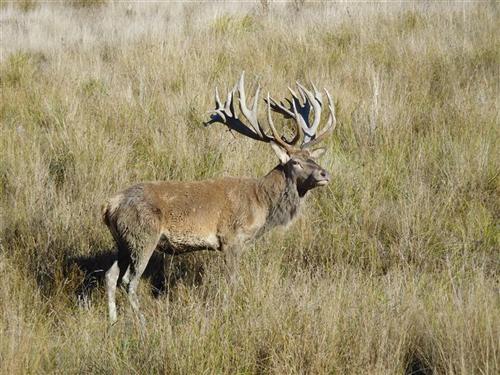 425-450 class trophy Red Stag 