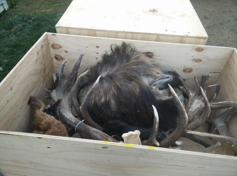 Crating trophies 