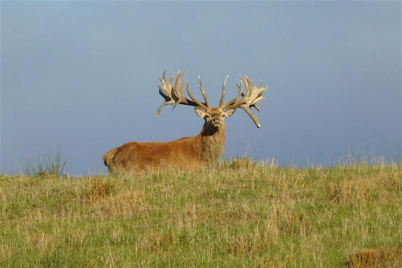 Monster Trophy Red Stag