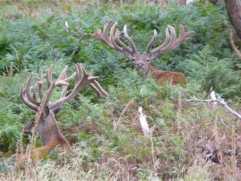 Red Stags in Velvet mid January 