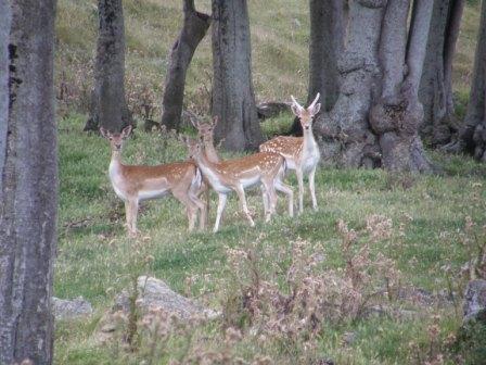 Fallow deer