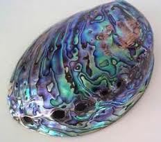 Paua