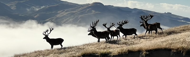 New Zealand Red Stag Hunting 