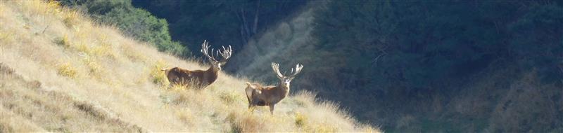 Stags soaking up the sun